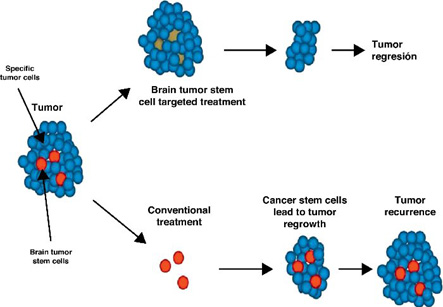 Cancer Stem Cell Therapy