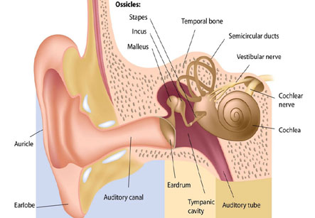Ear Tubes