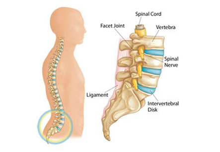 Low Back Intervertebral Disc